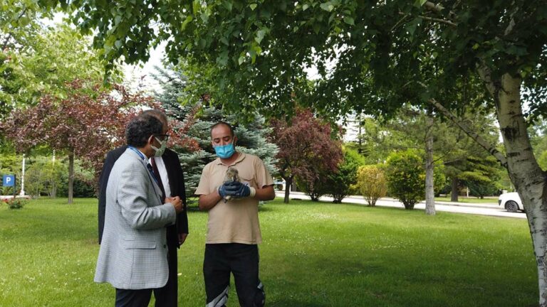 Ağaçtan düşen yavru baykuş kurtarıldı